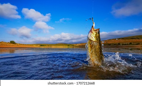 Big Bass Large Mouth - Fishing On Lake With Blue Sky At Dawn, Sunrise