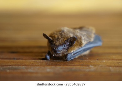 The big bat (Myotis myotis) is one of the largest bats, which is widespread in Europe except for the Nordic countries.