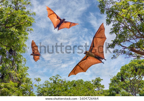Big bats known as\
Fruit Bats, in Sri Lanka