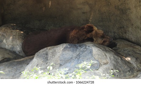 big bear in the cave