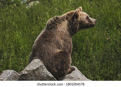 Big bear chilling on an big rock - Shutterstock ID 1801004578