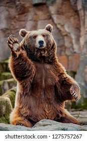 Big bear greeting - Shutterstock ID 1275757267