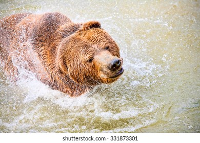 A big bear splashes in the lake, creating a mesmerizing water display.