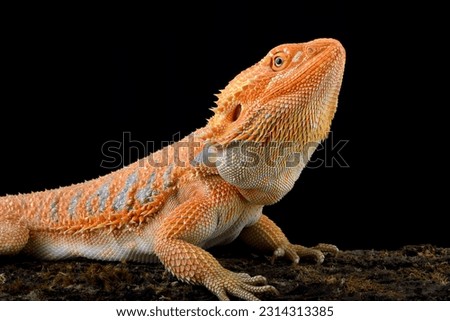 Big bearded dragon lizard on black background