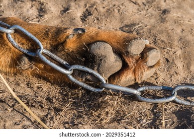 Big Beauceron Dog Paw Ith The Chain Close Up Background