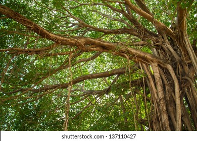 Big beautiful banyan tree