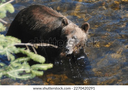 Big beautiful bear hunting for salmon in a shallow river