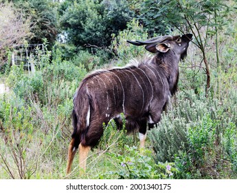 A big and beautiful bushbuck ram enjoys the seat leafs of a tree on a farm  near Riverside in South Africa. 
