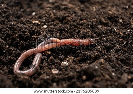Big beautiful earthworm in the black soil, close-up