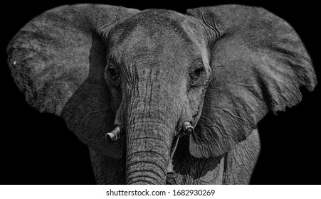 Big Beautiful Elephant Cute Face