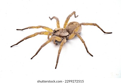 Big beautiful female wolf spider Tigrosa annexa is a species of wolf spider in the family Lycosidae. It is found in the United States isolated on white background side front view