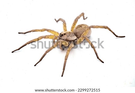 Big beautiful female wolf spider Tigrosa annexa is a species of wolf spider in the family Lycosidae. It is found in the United States isolated on white background side front view