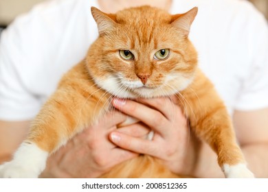 A Big Beautiful Fluffy Cat In Hands Of The Owner.A Red Cat Looks At Camera With Green Eyes.A Fat Animal With Thick White Orange Coat.A Man Scratches And Strokes  Cat.A Pet At Home.World Cat Day