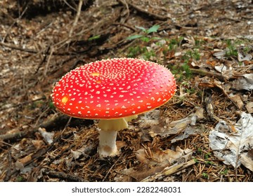 Big beautiful fly agaric in the forest - Shutterstock ID 2282248031