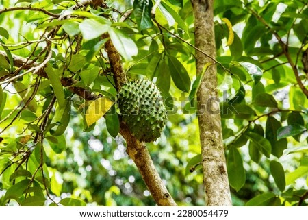 big beautiful fresh green guanabana fruit is singing on a tree branch and green leaves around. soursop against canser Foto stock © 