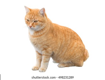 big beautiful ginger cat on a white background