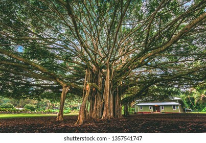 A big, beautiful, and old Banyan Tree located in front of the school house in Laupāhoehoe near the harbor north of Hilo and east of Honokaa on the Big Island of Hawaiʻi.  Hawaii, United States.