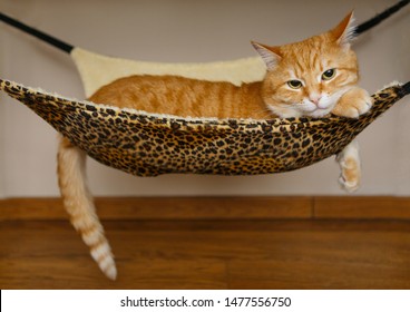 Big and beautiful red cat sleeping in hammock