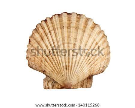 Big beautiful scallop isolated on white.