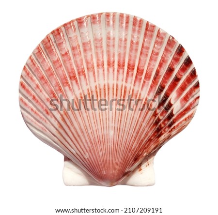 Big beautiful scallop shell isolated on white background. Top view, close up