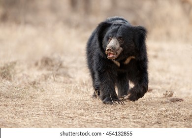 Große schöne Hangbärenmännchen sucht Termiten/wildes Tier im Naturraum/Indien