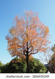 Big Beautiful Sweetgum Tree In Late Autumn