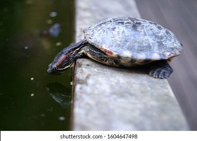 575 Mirror turtle Images, Stock Photos & Vectors | Shutterstock