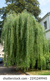 Big Beautiful Willow Tree Near The House