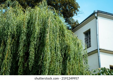 Big Beautiful Willow Tree Near The House