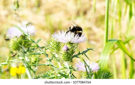 The big bee