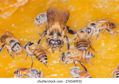 A big bee on jam. 