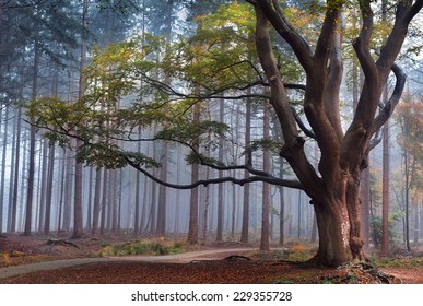 Big Beech Tree In Autumn Foggy Forest 