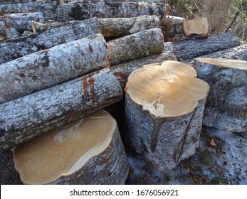 big beech tree wood logs cut