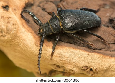 Big beetle
