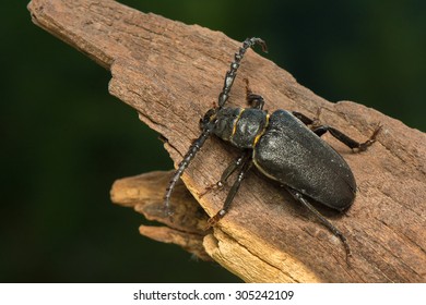 Big beetle
