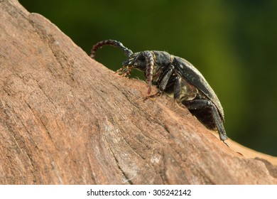 Big beetle