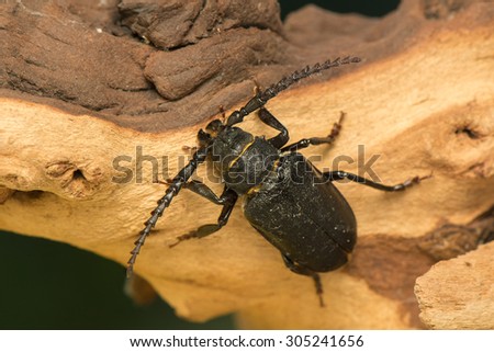 Big beetle
