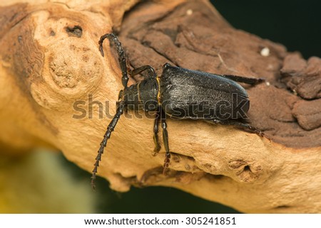 Big beetle