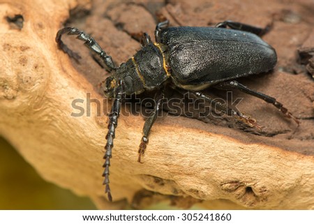 Big beetle