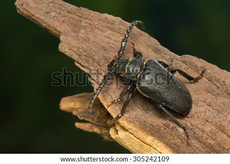 Big beetle