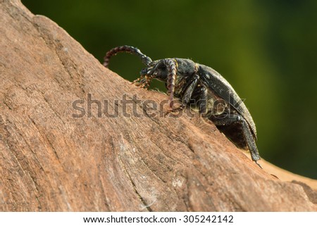Big beetle