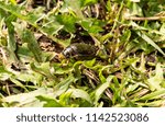 big beetle in the grass