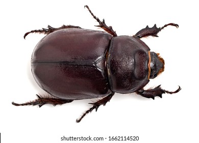 63,428 Big bug Images, Stock Photos & Vectors | Shutterstock