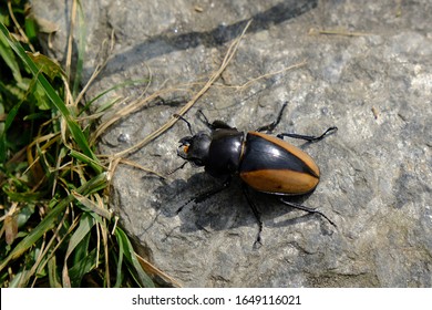 Big beetle walking on the stone. It is female of beetle Odontolabis cuvera, the Golden Stag Beetle. This beetle is native to southeast Asia.