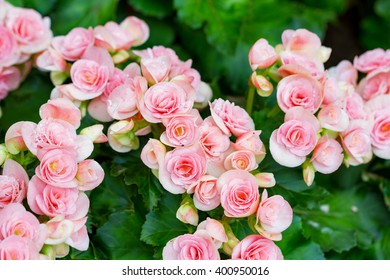 Big Begonia Flowers In The Garden