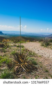 Big Bend - Agave Lechuguilla Plant