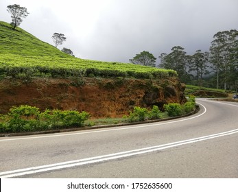 The Big Bend Road In The Tea Cultivation