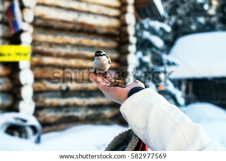 Big Bird eats with his hands in winter