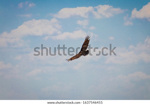 Big bird flying in blue\
sky