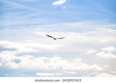 Big bird fying in the sky